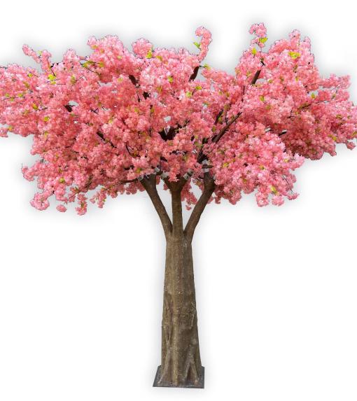 Cerisier Japonais