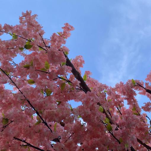Cerisier Japonais